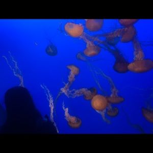 Meet your Posher, Sydney